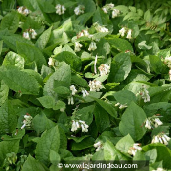SYMPHYTUM grandiflorum