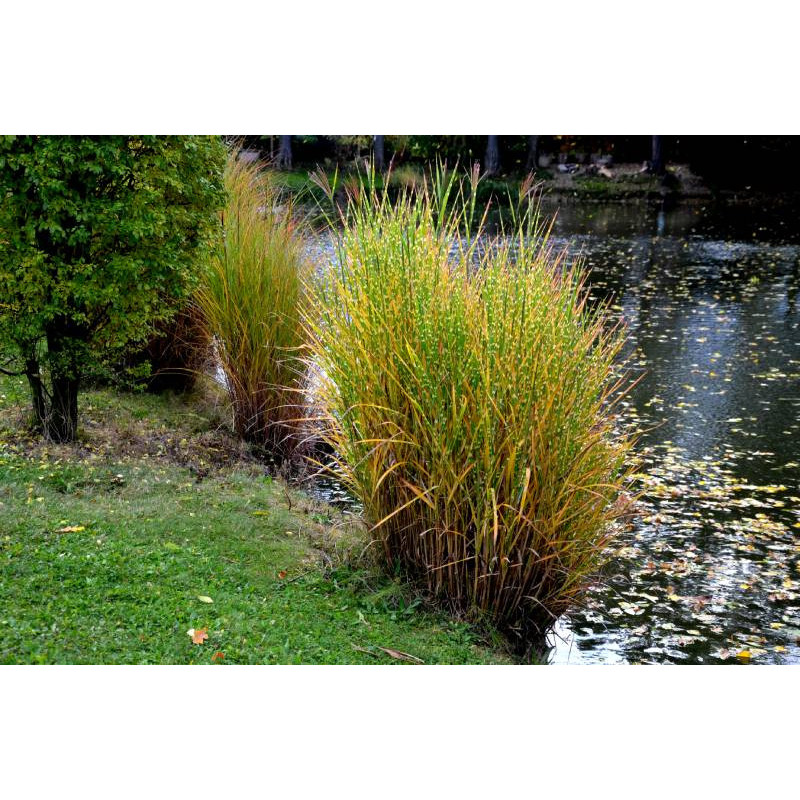 MISCANTHUS sinensis 'Strictus' MISCANTHUS sinensis 'Strictus'