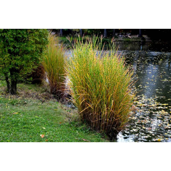 MISCANTHUS sinensis 'Strictus'