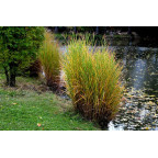 MISCANTHUS sinensis 'Strictus' MISCANTHUS sinensis 'Strictus'