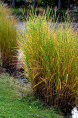 MISCANTHUS sinensis 'Strictus'