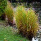 MISCANTHUS sinensis 'Strictus'