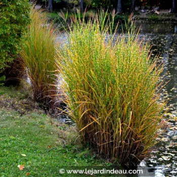 MISCANTHUS sinensis &#039;Strictus&#039;