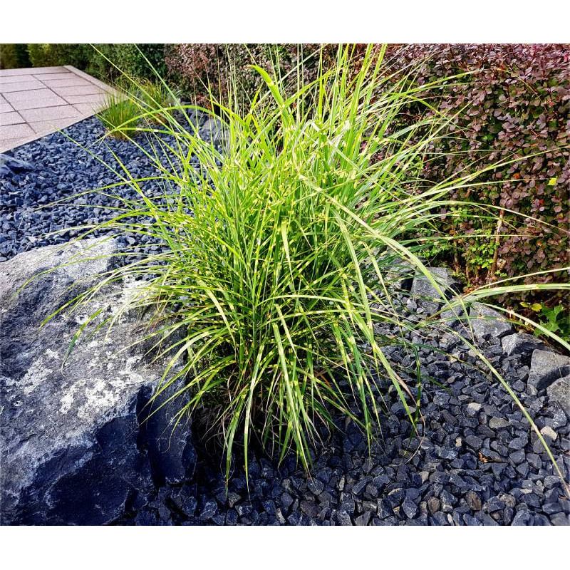 MISCANTHUS sinensis 'Strictus' MISCANTHUS sinensis 'Strictus'