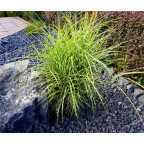 MISCANTHUS sinensis 'Strictus' MISCANTHUS sinensis 'Strictus'