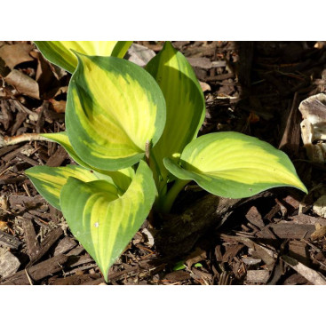 HOSTA \'Great Expectations\'