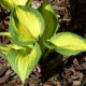 HOSTA 'Great Expectations'