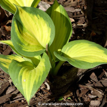 HOSTA &#039;Great Expectations&#039;