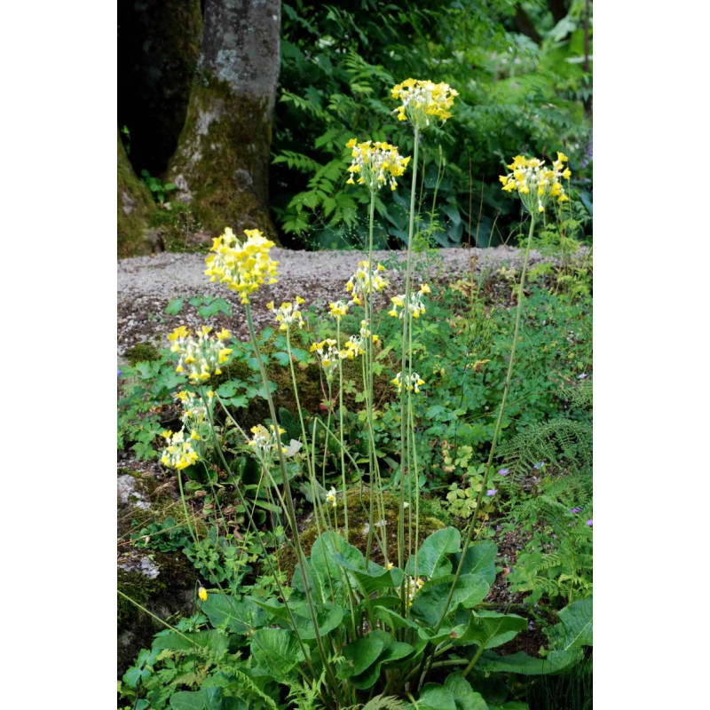 PRIMULA florindae