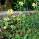 PRIMULA florindae