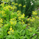 PRIMULA florindae