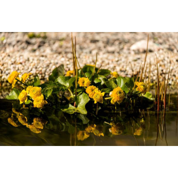 CALTHA palustris \'Multiplex\'