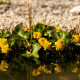 CALTHA palustris 'Multiplex'