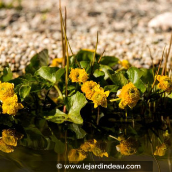 CALTHA palustris &#039;Multiplex&#039;