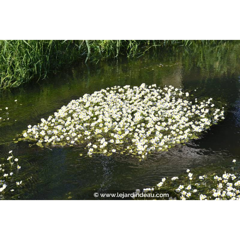 RANUNCULUS aquatilis RANUNCULUS aquatilis