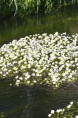 RANUNCULUS aquatilis