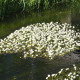 RANUNCULUS aquatilis