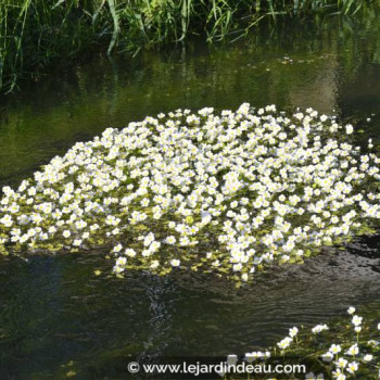 RANUNCULUS aquatilis