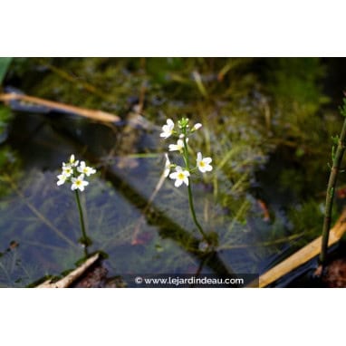HOTTONIA palustris