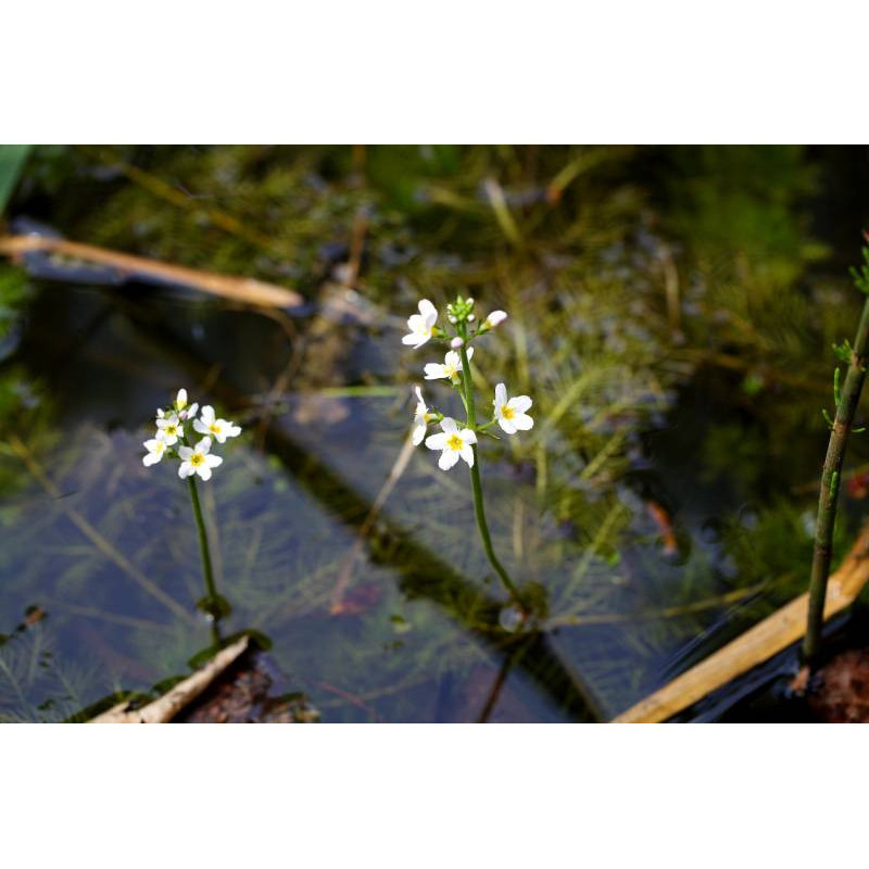 HOTTONIA palustris