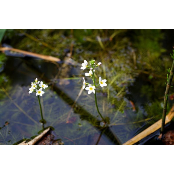 HOTTONIA palustris