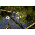 HOTTONIA palustris