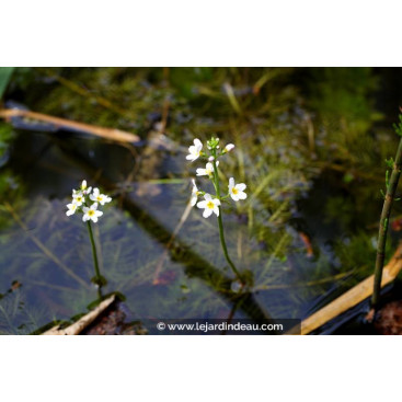 HOTTONIA palustris