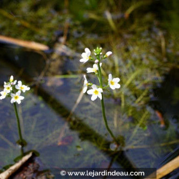 HOTTONIA palustris