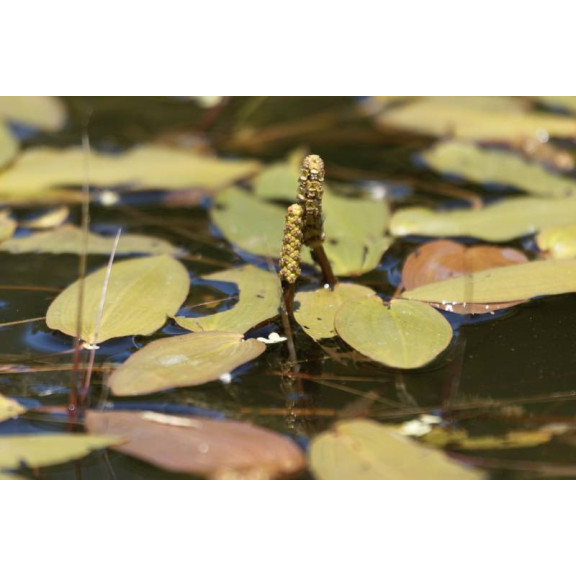 POTAMOGETON natans
