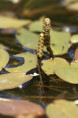 POTAMOGETON natans