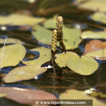 POTAMOGETON natans