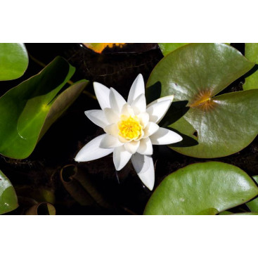 NYMPHAEA \'Hermine\'