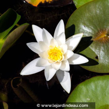 NYMPHAEA &#039;Hermine&#039;