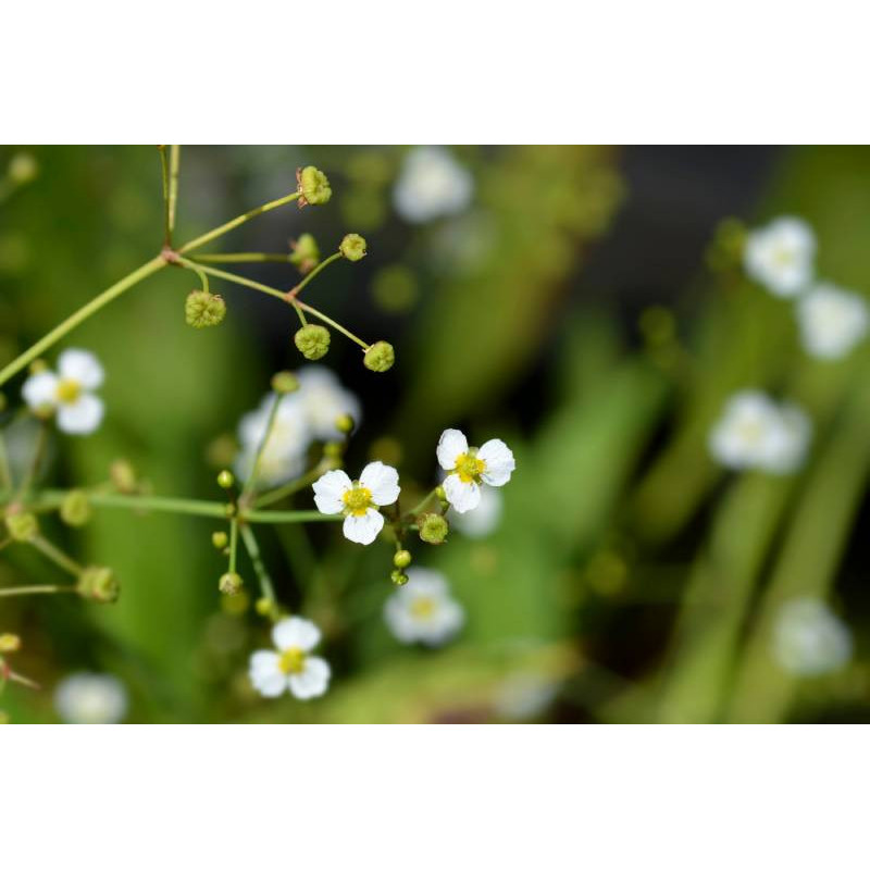 ALISMA lanceolatum