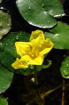 NYMPHOIDES peltata