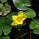 NYMPHOIDES peltata
