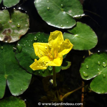 NYMPHOIDES peltata