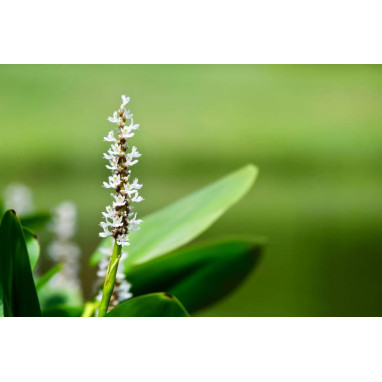 PONTEDERIA cordata \'Alba\'