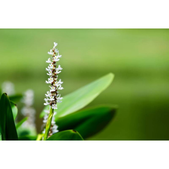 PONTEDERIA cordata 'Alba'