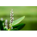 PONTEDERIA cordata 'Alba'