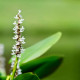 PONTEDERIA cordata 'Alba'