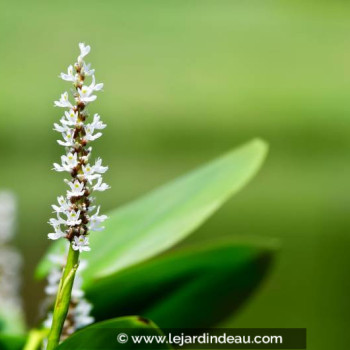 PONTEDERIA cordata &#039;Alba&#039;