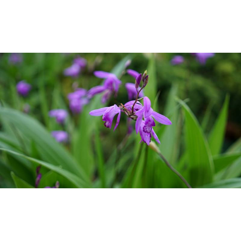 BLETILLA striata