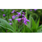BLETILLA striata