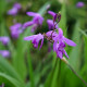 BLETILLA striata