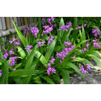 BLETILLA striata