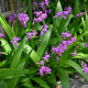 BLETILLA striata