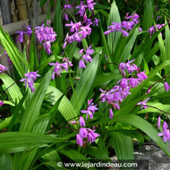 BLETILLA striata