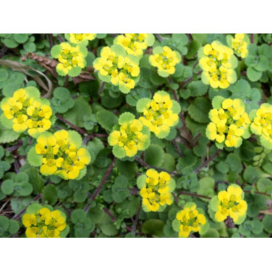 CHRYSOSPLENIUM oppositifolium