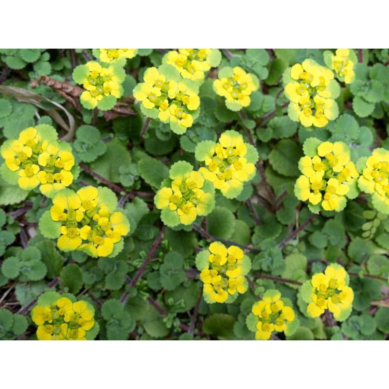 CHRYSOSPLENIUM oppositifolium